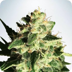 Gods  Glue  Auto  Flowering  Cannabis  Seeds