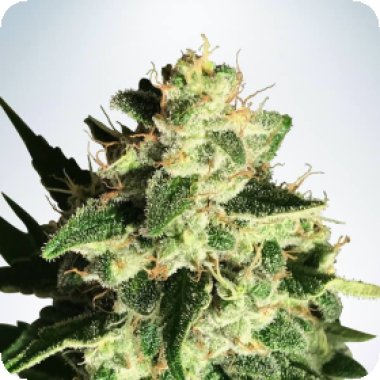 Gods Glue Auto Flowering Cannabis Seeds