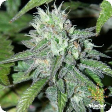 Goji O G Feminised Cannabis Seeds 0