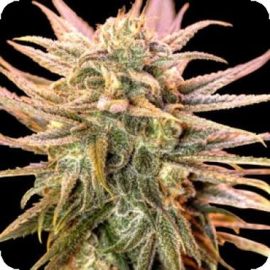 Gold Bar Kush Feminised Cannabis Seeds 0