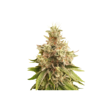 Golden Apple Haze Regular Cannabis Seeds 0