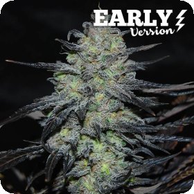 Golosa  Early  Version  Feminised  Cannabis  Seeds 0