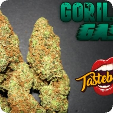 Gorilla 20 Gas 20 Auto 20 Feminised