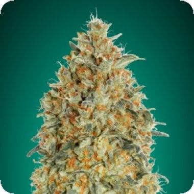 Gorilla  Blue  Auto  Flowering  Cannabis  Seeds