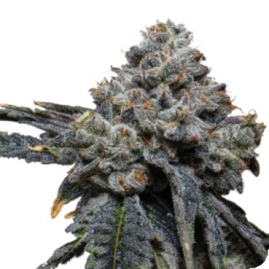 Gorilla Cheese Feminised Cannabis Seeds 1