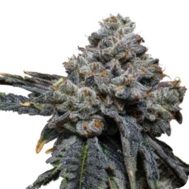 Gorilla  Cheese  Feminised  Cannabis  Seeds 1