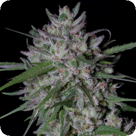Gorilla  Cookies  Auto  Flowering  Cannabis  Seeds 1