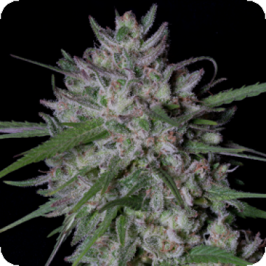 Gorilla Cookies Auto Flowering Cannabis Seeds 1
