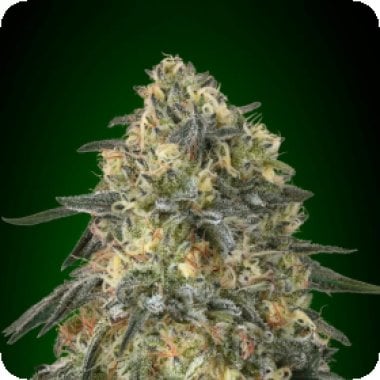 Gorilla  Feminised  Cannabis  Seeds