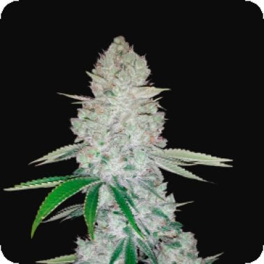 Gorilla  Glue  Auto  Feminised  Cannabis  Seeds