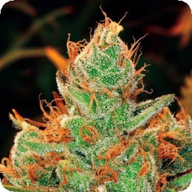 Gorilla  Lilly  Feminised  Cannabis  Seeds 0