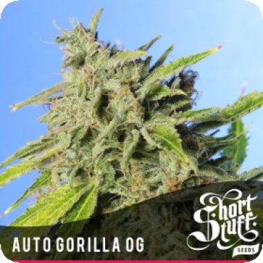 Gorilla O G Auto Flowering Cannabis Seeds