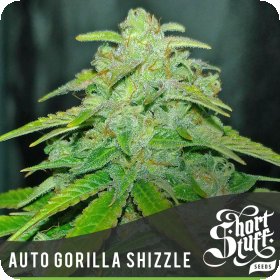 Gorilla  Shizzle  Auto  Flowering  Cannabis  Seeds