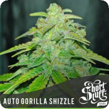 Gorilla Shizzle Auto Flowering Cannabis Seeds