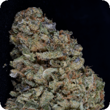 Gorilla  Zkittelz  Feminised  Cannabis  Seeds 0