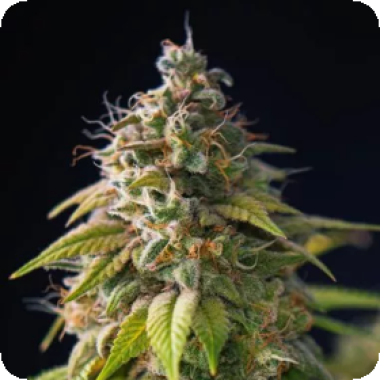 Gorilla  Zkittlez  Feminised  Cannabis  Seeds