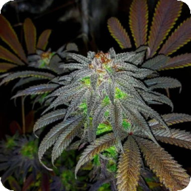 Gorillagasm  Auto  Flowering  Cannabis  Seeds