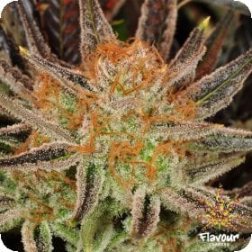 Grand  Daddy  Banner  Feminised  Cannabis  Seeds 0