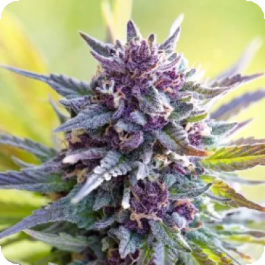 Grandaddy Purple 0