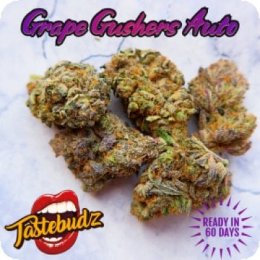 Grape 20 Gushers 20 Auto 20 Feminised