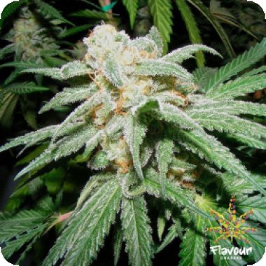 Grapefruit  Tangie  Feminised  Cannabis  Seeds 0