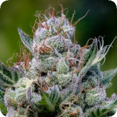 Green  Apple  Juice  Auto  Flowering  Cannabis  Seeds