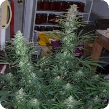 Green  Mountain  Grape  Regular  Cannabis  Seeds 0