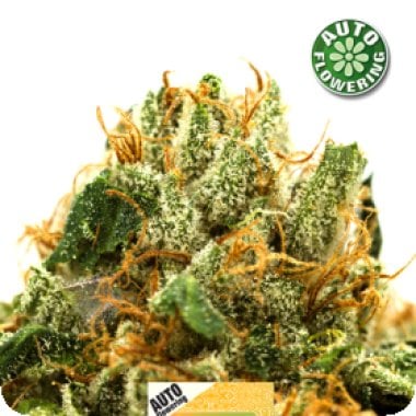 Greengo Bio Haze Auto Flowering Cannabis Seeds 1