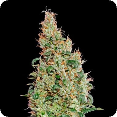 Greenomatic  Feminised  Cannabis  Seeds 0