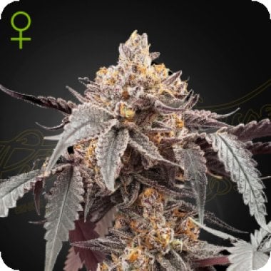 Guava  X  Gelato 41  Auto  Flowering  Cannabis  Seeds 0