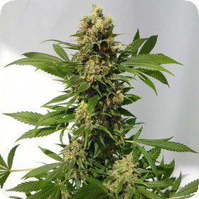 Guerilla 20 Ryder 20 Auto 20 Flowering 20 Cannabis  Seeds