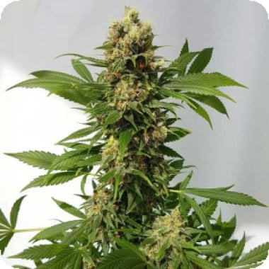 Guerilla 20 Ryder 20 Auto 20 Regular 20 Cannabis Seeds