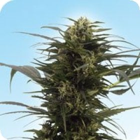 Guerrilla 27s  Gusto  Regular  Cannabis  Seeds
