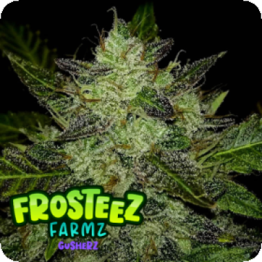 Gusherz  Feminised  Cannabis  Seeds