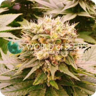 Harlequeen T H C Free Feminised Cannabis Seeds
