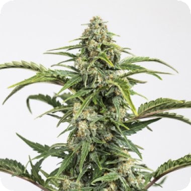 Harlequin C B D Feminised