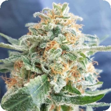 Hash 20 Lover 20 Regular 20 Cannabis  Seeds