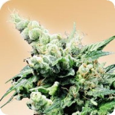 Hash  Plant  Regular  Cannabis  Seeds