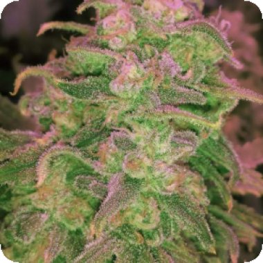 Hawaii Maui Waui Feminised Cannabis Seeds 0