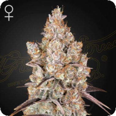 Hawaiian  Snow  Feminised  Cannabis  Seeds 0