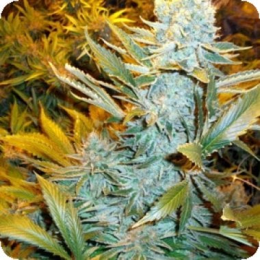 Haze  Express  A U T O  Feminised  Cannabis  Seeds