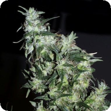 Haze Special Regular Cannabis Seeds 0