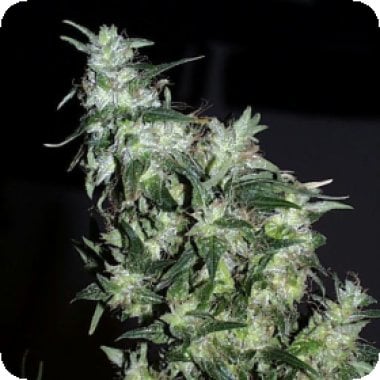 Haze  Special  Regular  Cannabis  Seeds 0