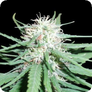 Haze  No1  Regular  Cannabis  Seeds 0