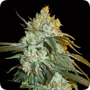 Head  Stash  Auto  Flowering  Cannabis  Seeds