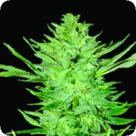 Headlights  Kush  Auto  Flowering  Cannabis  Seeds 0