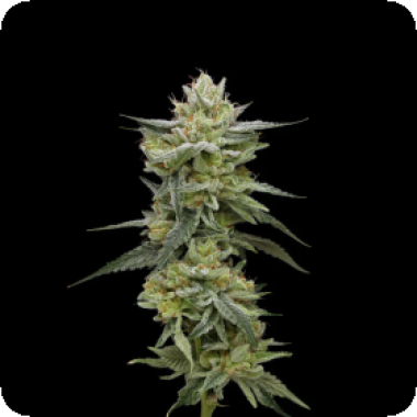 Hella  Jelly  Feminised  Cannabis  Seeds 0