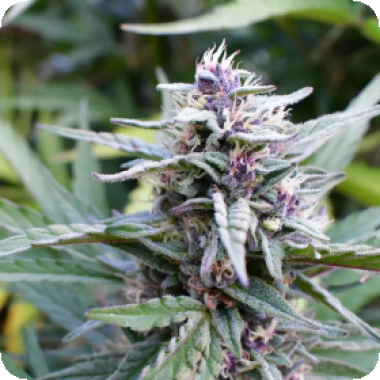 Hi Biscus Feminised Cannabis Seeds