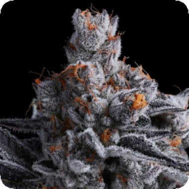 High  M A R S  Feminised  Cannabis  Seeds 0