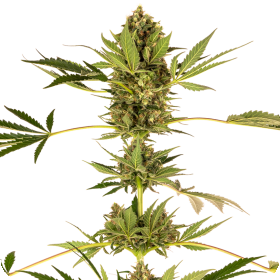 Himalayan  C B D  Feminised  Cannabis  Seeds 0